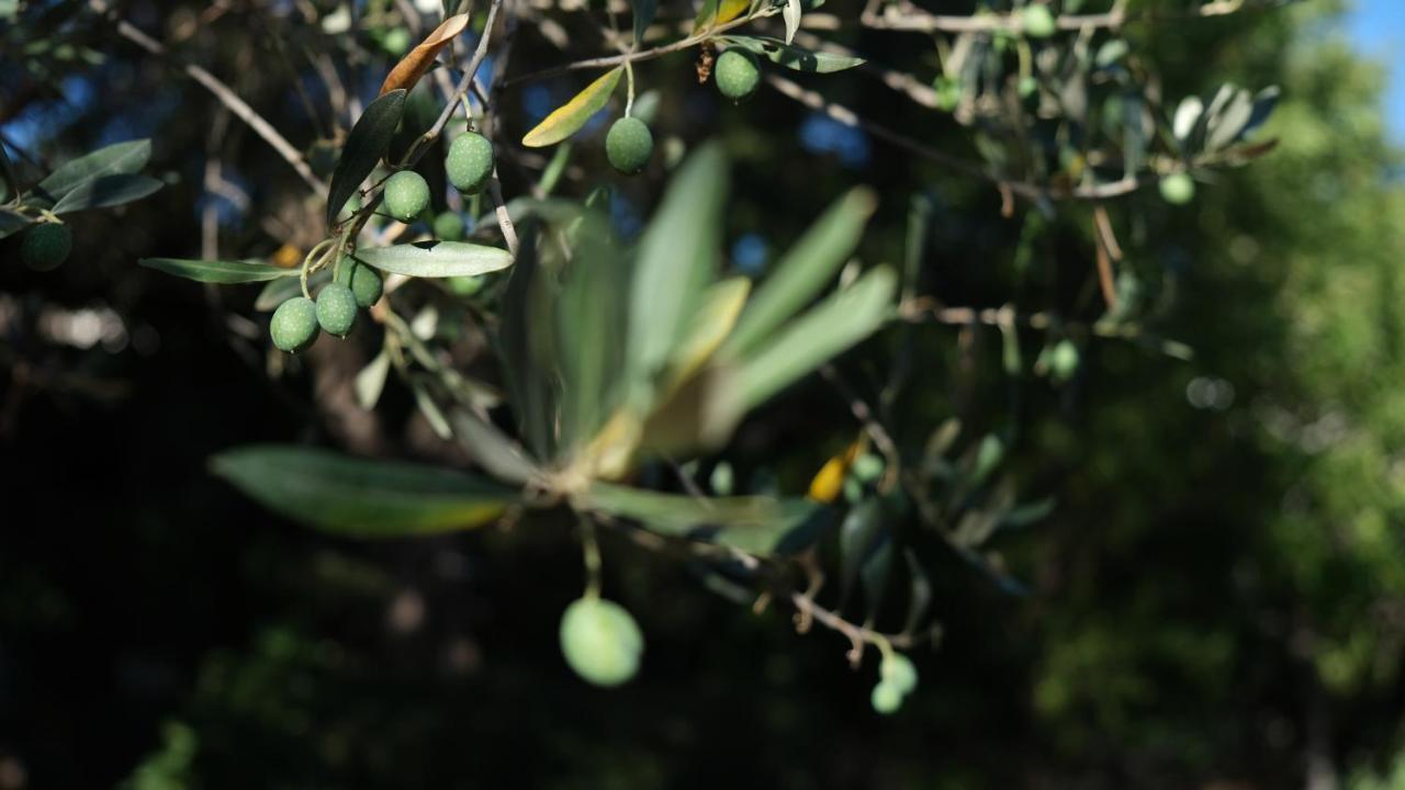 Il Rifugio Nel Verde Monopoli Eksteriør bilde